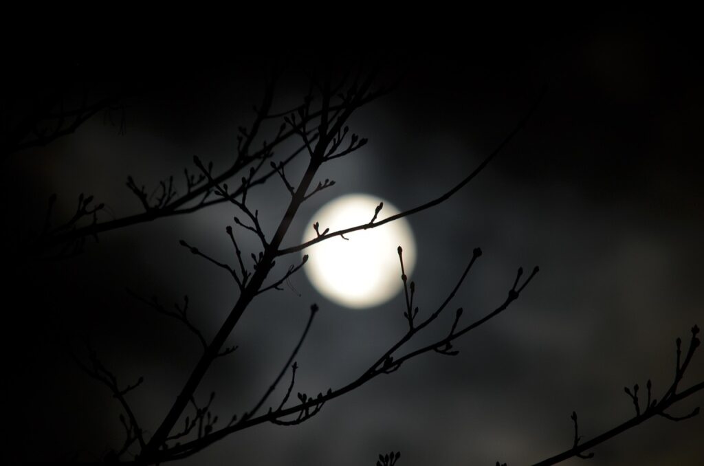 nature, darkness, tree, light, illuminated, the shade, moon, full moon, full moon, full moon, full moon, full moon, full moon