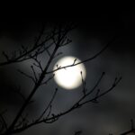 nature, darkness, tree, light, illuminated, the shade, moon, full moon, full moon, full moon, full moon, full moon, full moon