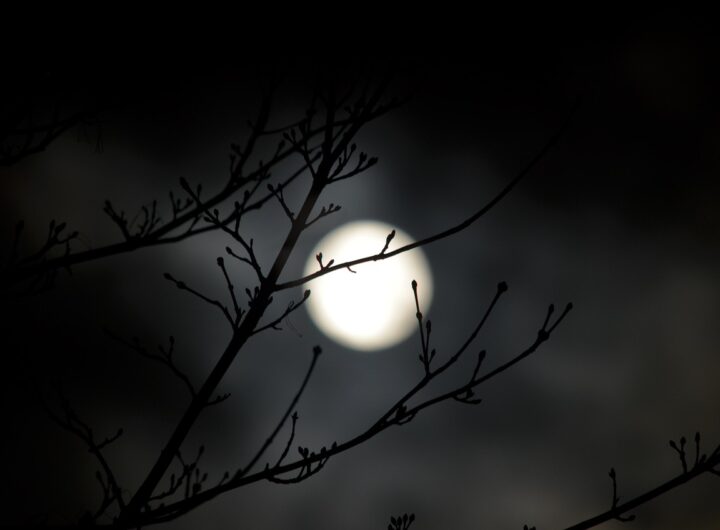 nature, darkness, tree, light, illuminated, the shade, moon, full moon, full moon, full moon, full moon, full moon, full moon
